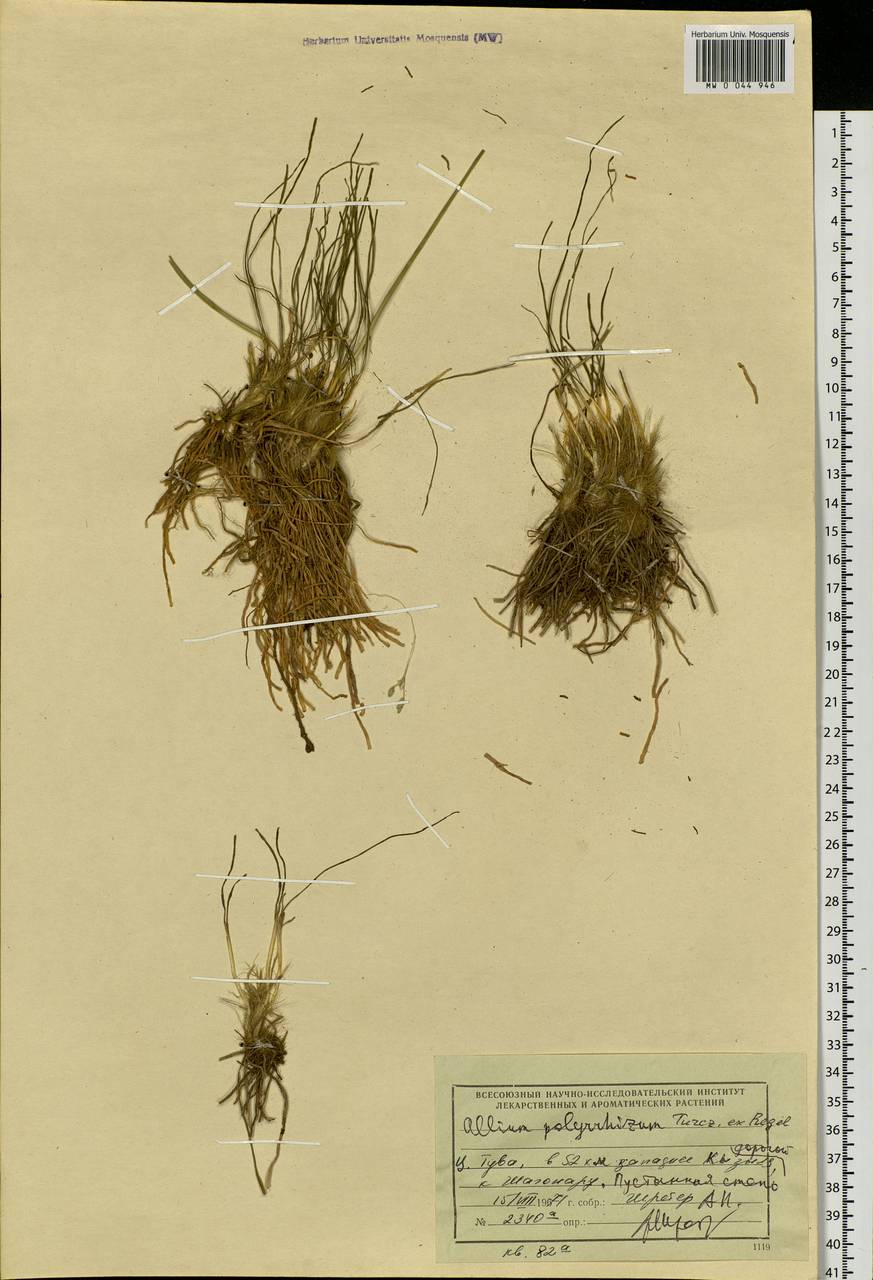 Allium polyrhizum Turcz. ex Regel, Siberia, Altai & Sayany Mountains (S2) (Russia)