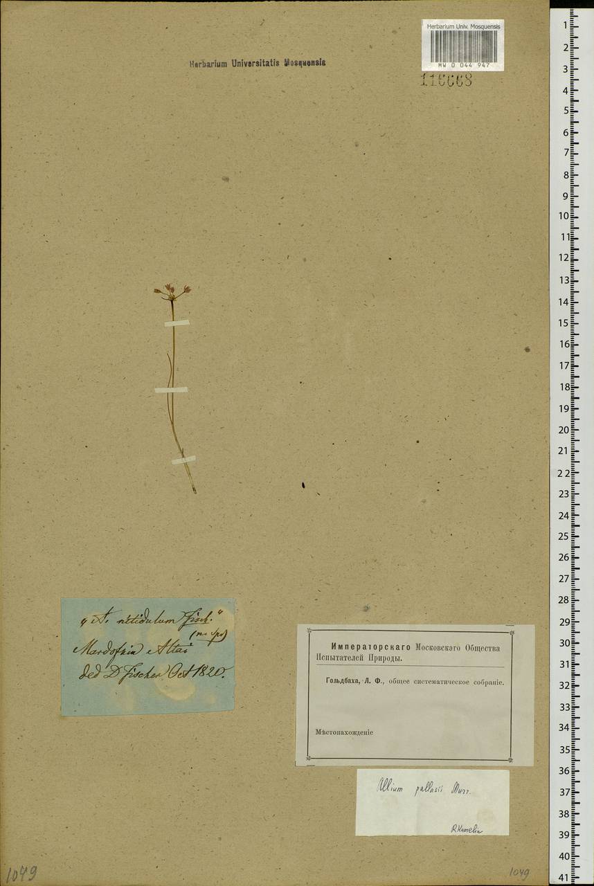 Allium pallasii Murray, Siberia, Altai & Sayany Mountains (S2) (Russia)