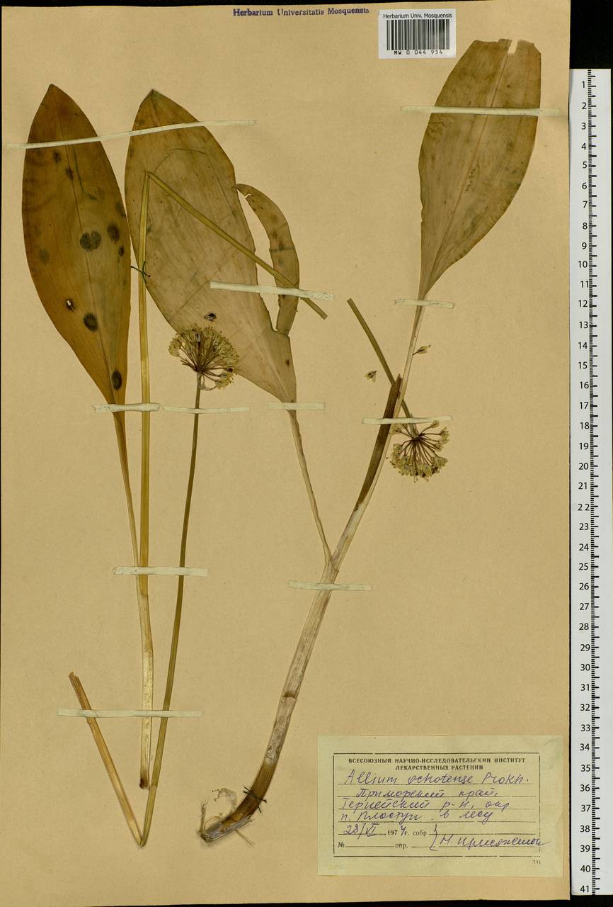Allium ochotense Prokh., Siberia, Russian Far East (S6) (Russia)