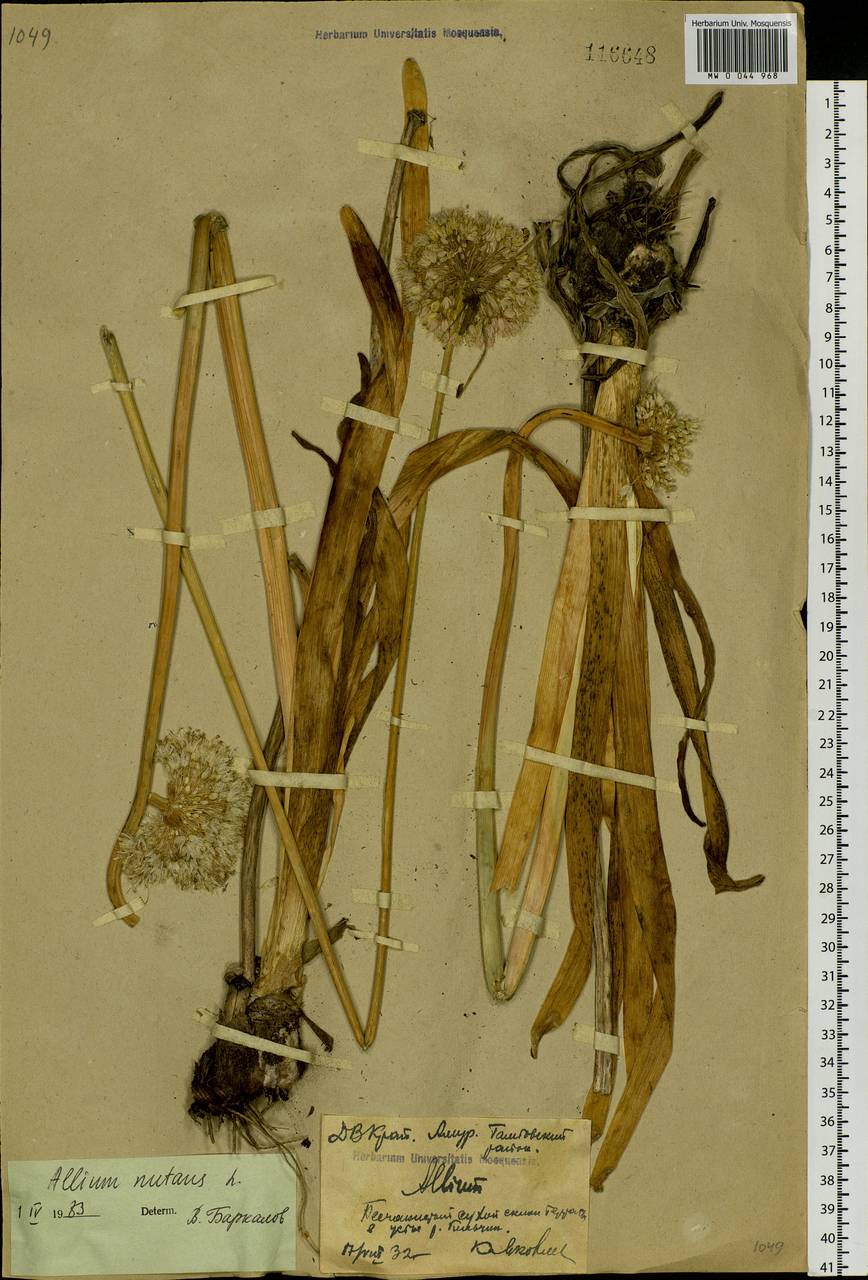 Allium nutans L., Siberia, Russian Far East (S6) (Russia)