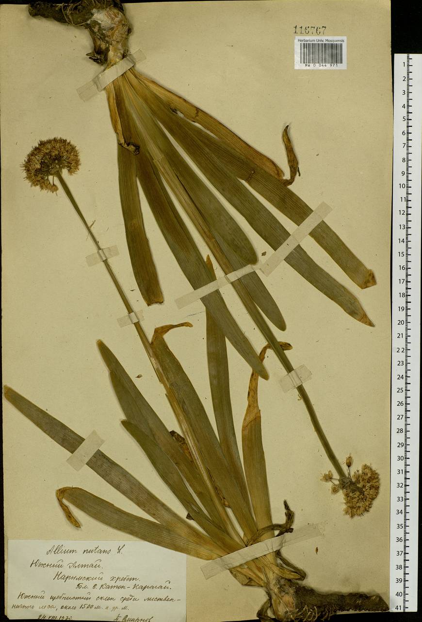 Allium nutans L., Siberia, Western (Kazakhstan) Altai Mountains (S2a) (Kazakhstan)