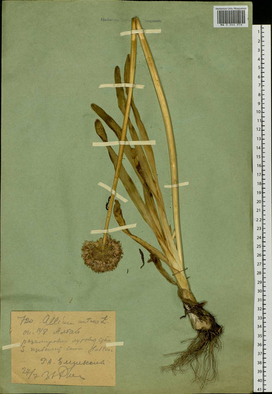 Allium nutans L., Siberia, Western (Kazakhstan) Altai Mountains (S2a) (Kazakhstan)