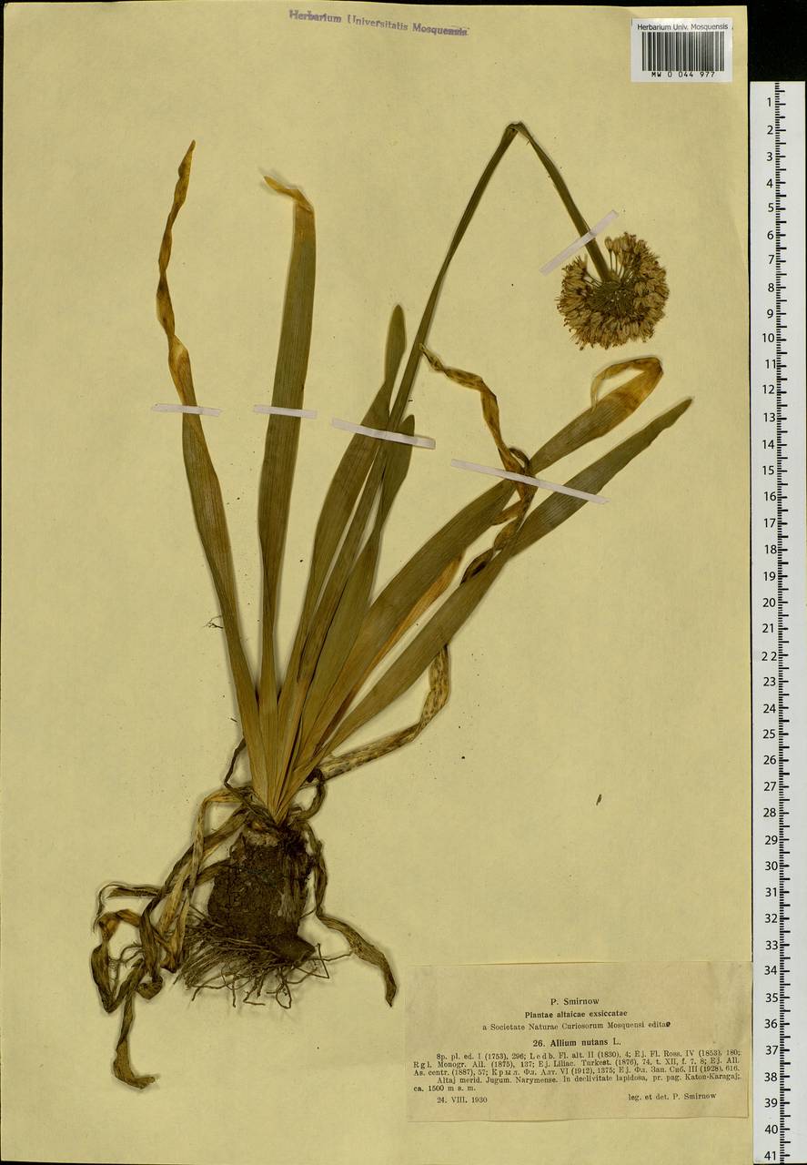 Allium nutans L., Siberia, Western (Kazakhstan) Altai Mountains (S2a) (Kazakhstan)