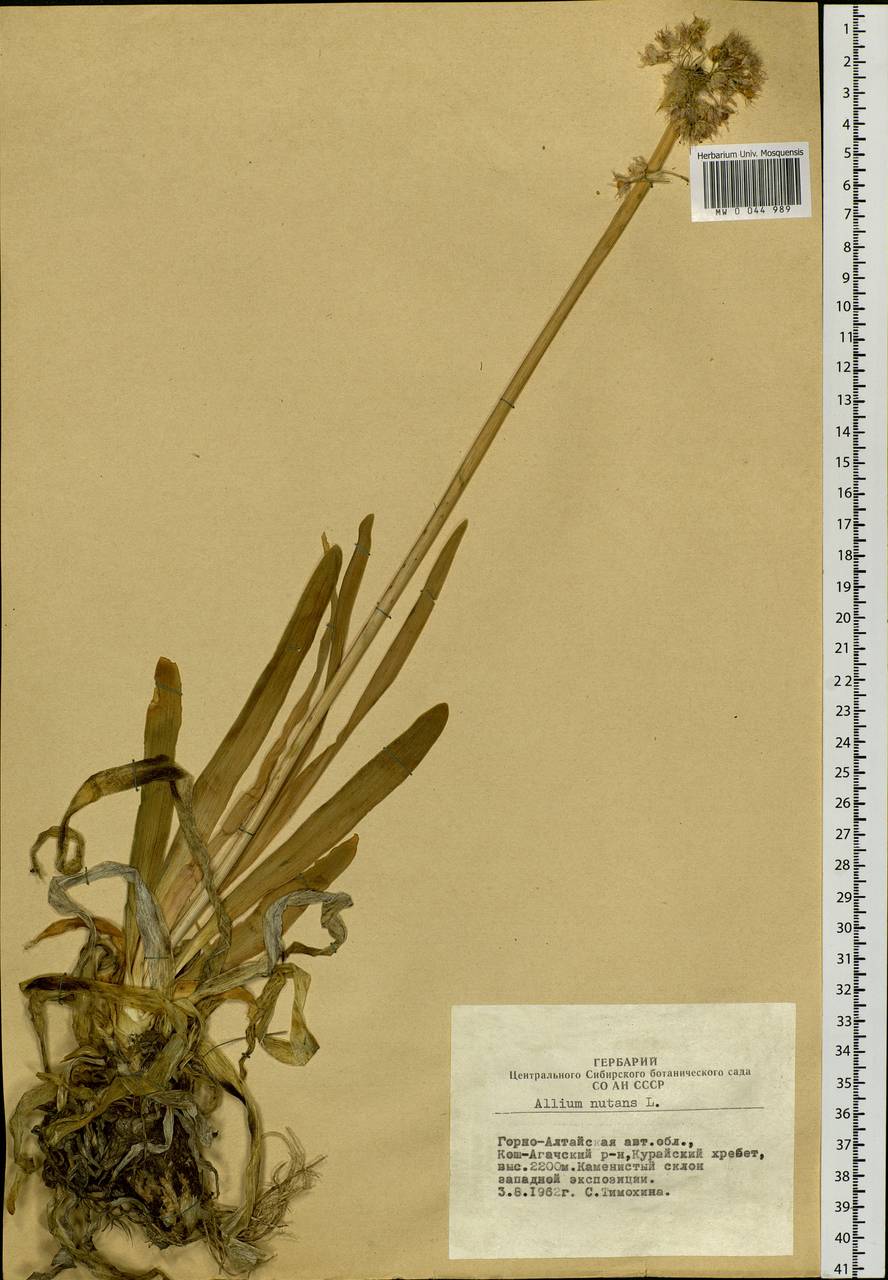 Allium nutans L., Siberia, Altai & Sayany Mountains (S2) (Russia)