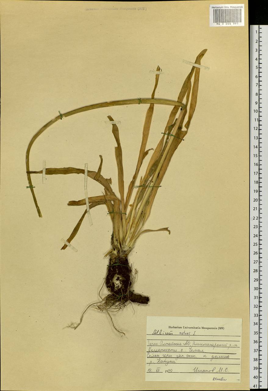 Allium nutans L., Siberia, Altai & Sayany Mountains (S2) (Russia)