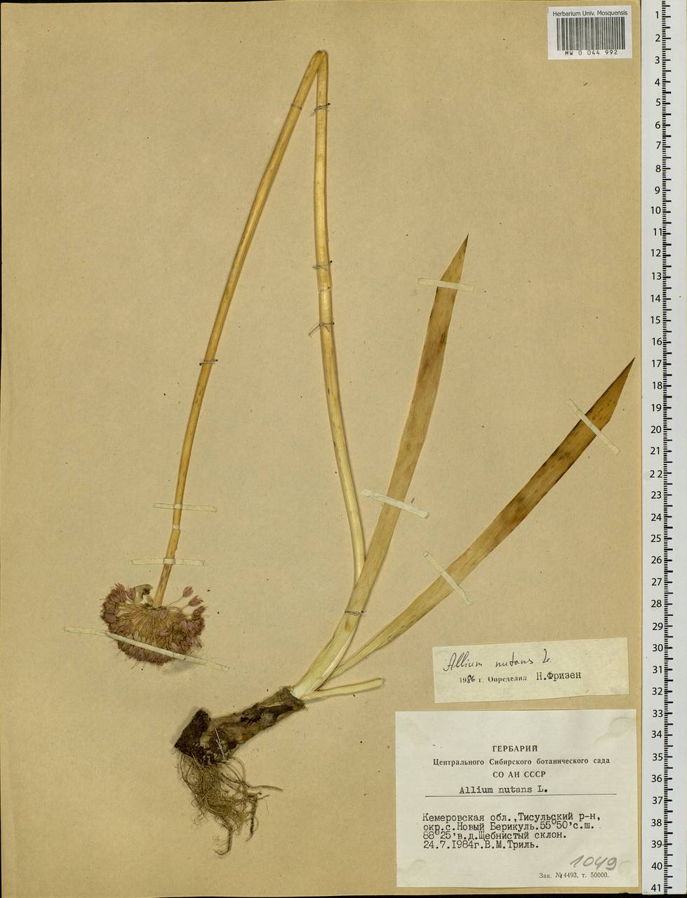 Allium nutans L., Siberia, Altai & Sayany Mountains (S2) (Russia)