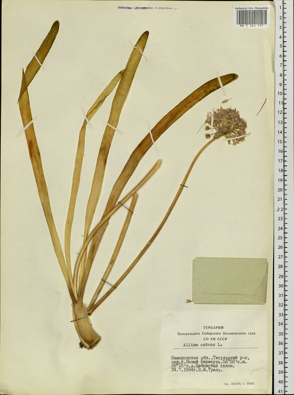 Allium nutans L., Siberia, Altai & Sayany Mountains (S2) (Russia)