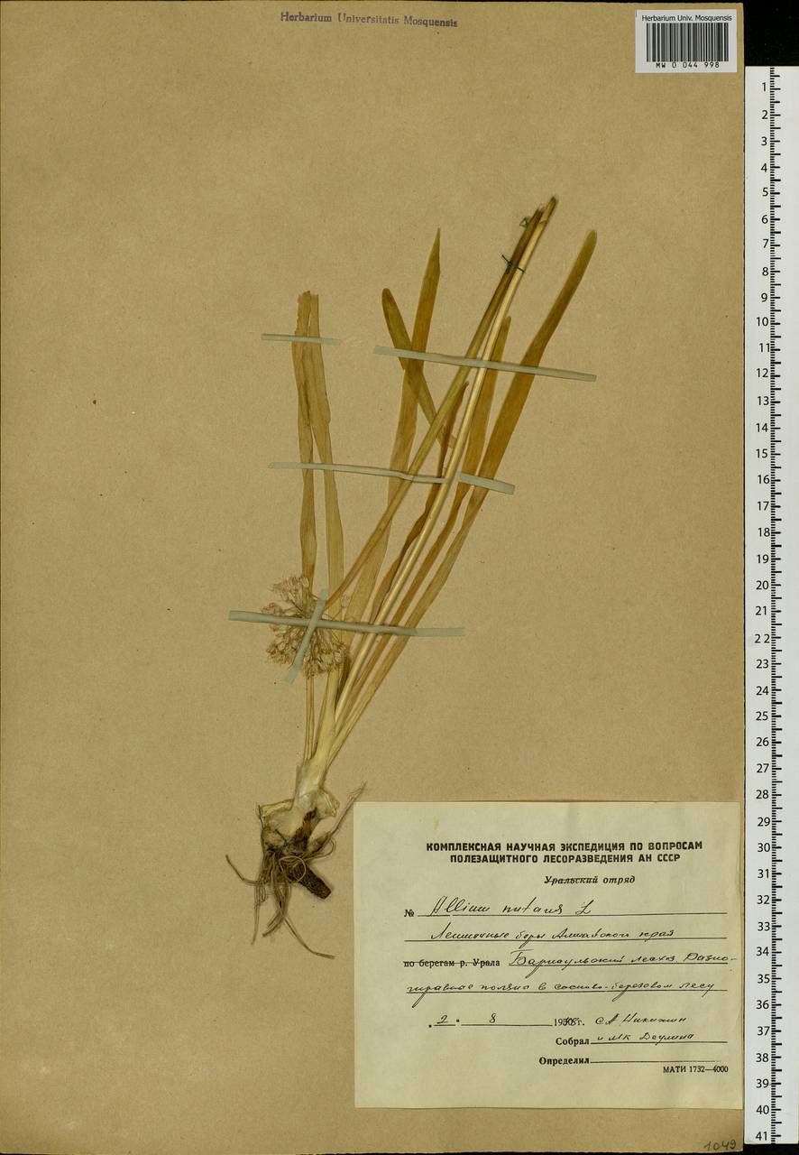 Allium nutans L., Siberia, Altai & Sayany Mountains (S2) (Russia)