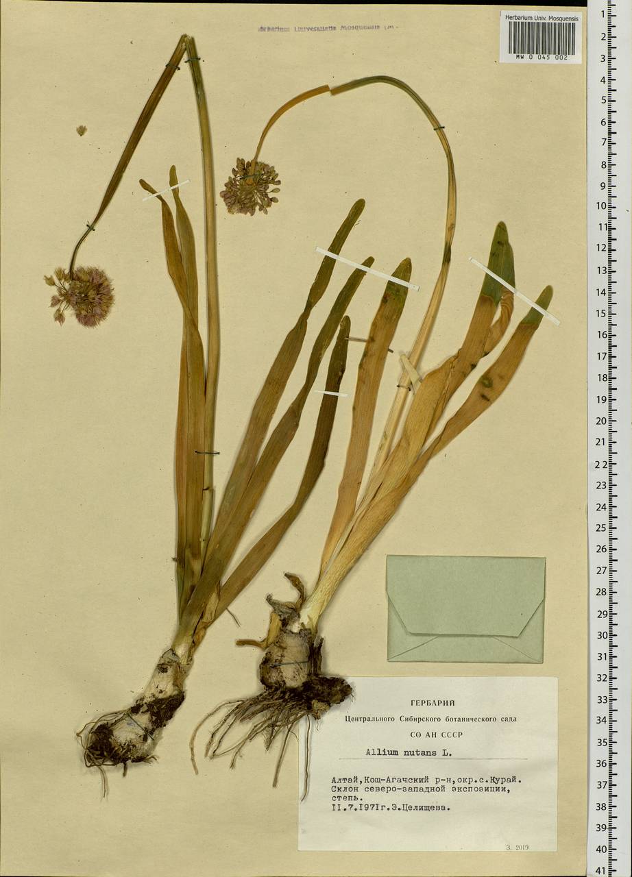 Allium nutans L., Siberia, Altai & Sayany Mountains (S2) (Russia)
