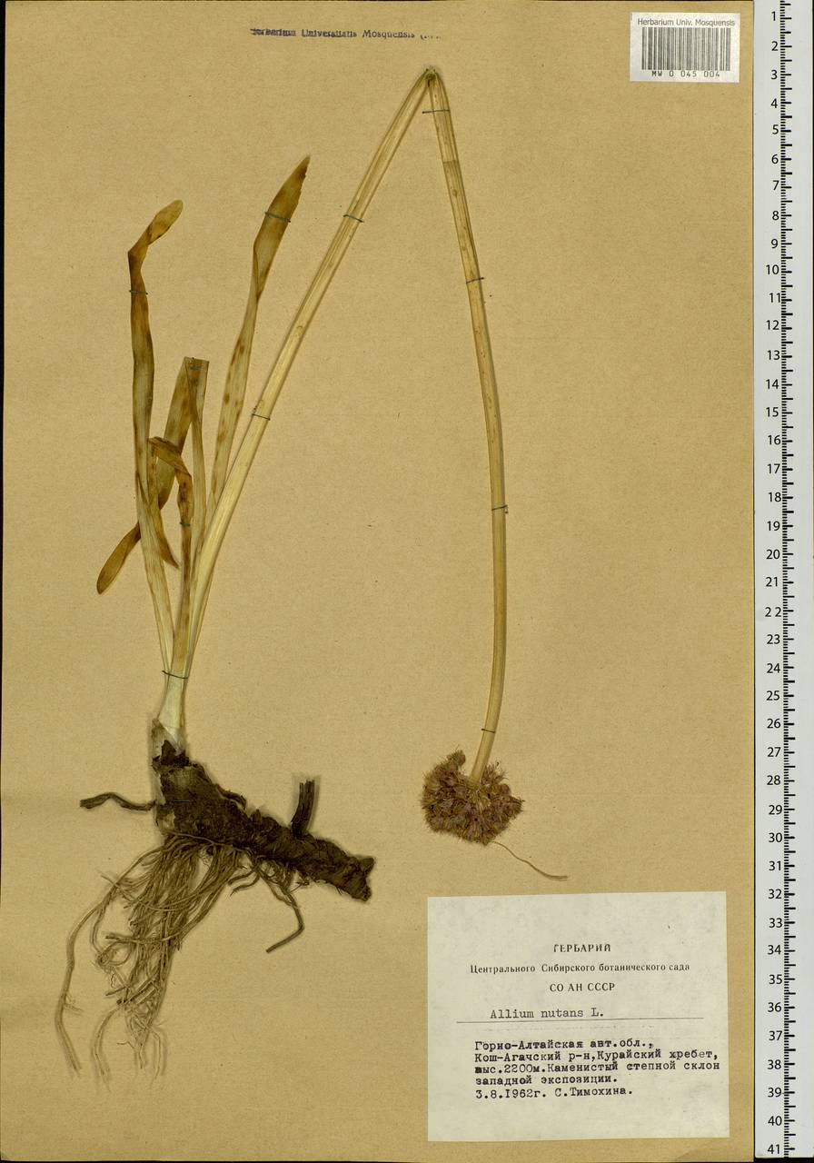 Allium nutans L., Siberia, Altai & Sayany Mountains (S2) (Russia)