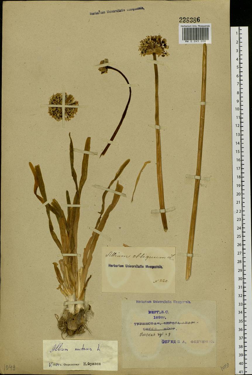 Allium nutans L., Siberia, Western Siberia (S1) (Russia)