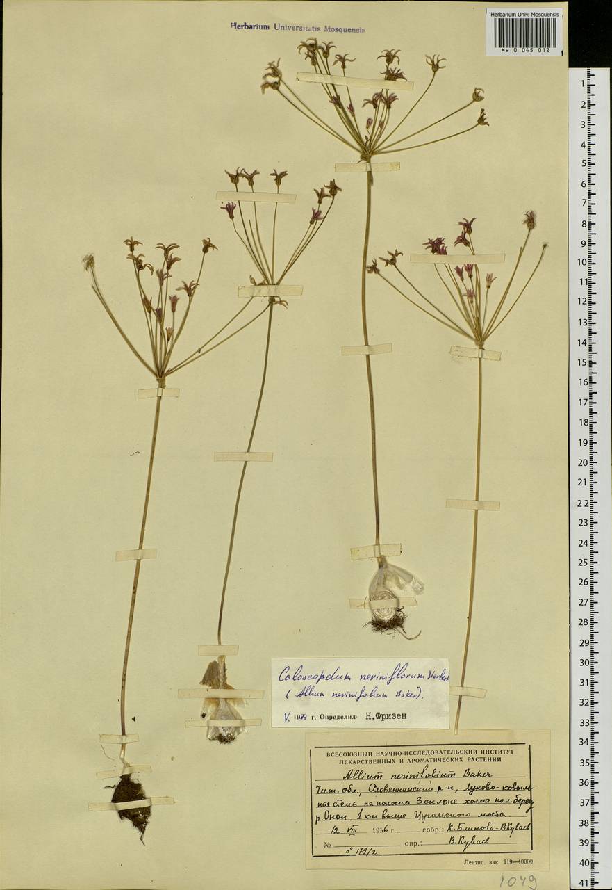 Allium neriniflorum (Herb.) G.Don, Siberia, Baikal & Transbaikal region (S4) (Russia)