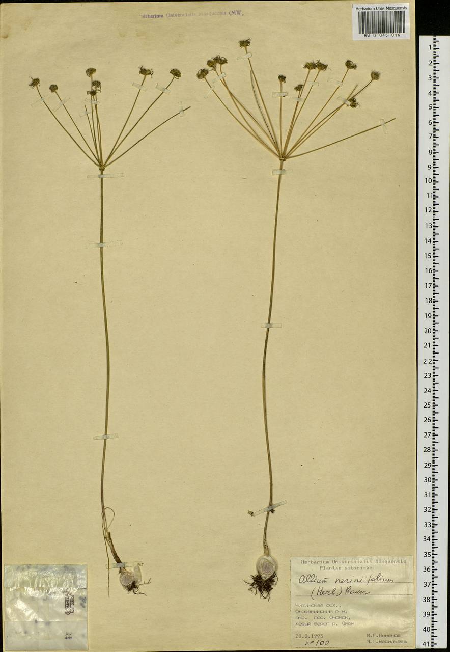 Allium neriniflorum (Herb.) G.Don, Siberia, Baikal & Transbaikal region (S4) (Russia)