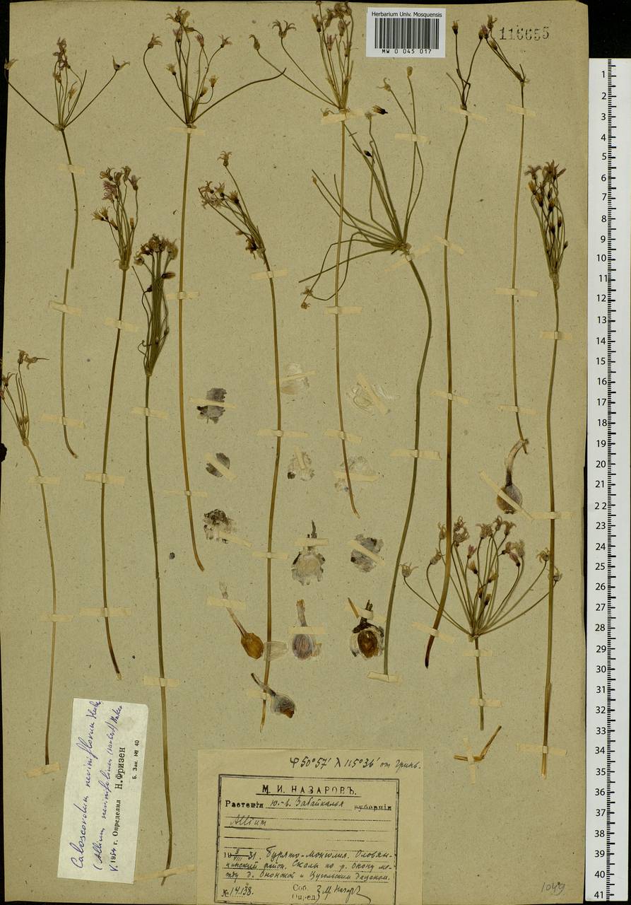 Allium neriniflorum (Herb.) G.Don, Siberia, Baikal & Transbaikal region (S4) (Russia)