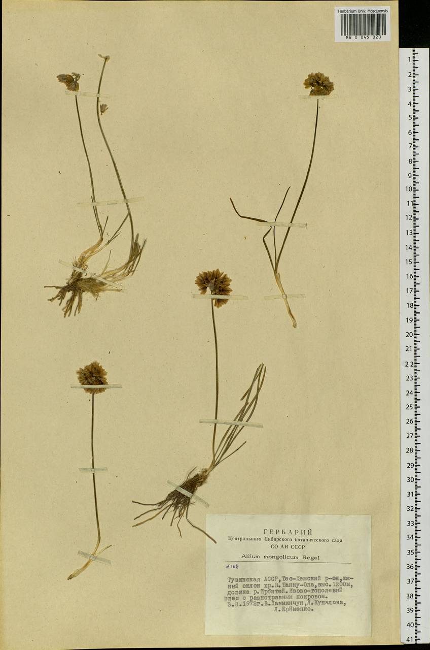 Allium mongolicum Regel, Siberia, Altai & Sayany Mountains (S2) (Russia)
