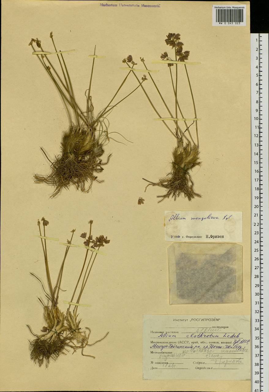 Allium mongolicum Regel, Siberia, Altai & Sayany Mountains (S2) (Russia)
