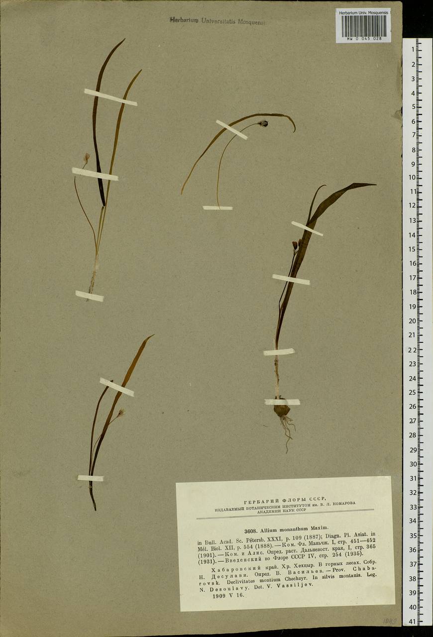 Allium monanthum Maxim., Siberia, Russian Far East (S6) (Russia)