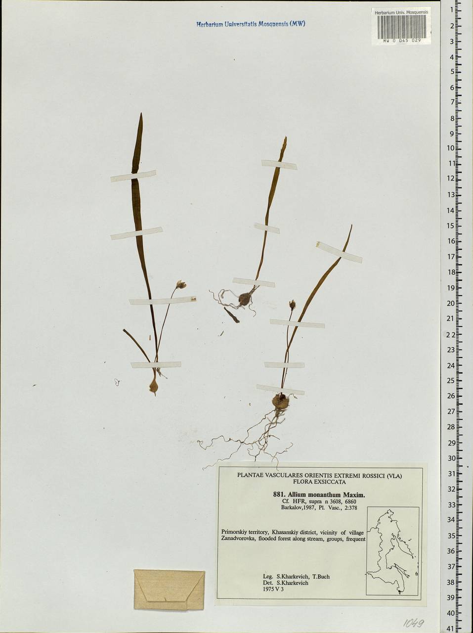 Allium monanthum Maxim., Siberia, Russian Far East (S6) (Russia)