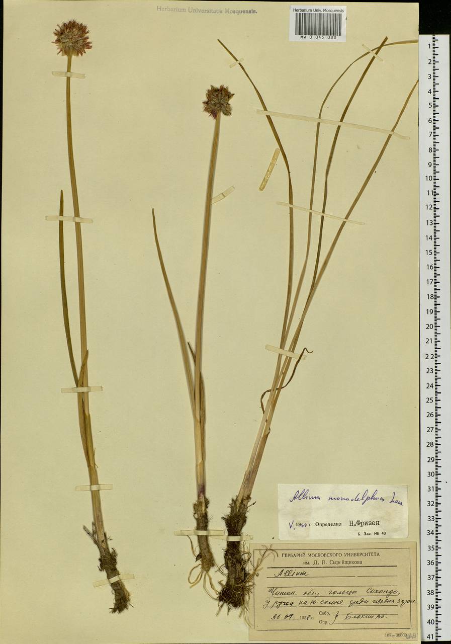 Allium atrosanguineum var. atrosanguineum, Siberia, Baikal & Transbaikal region (S4) (Russia)