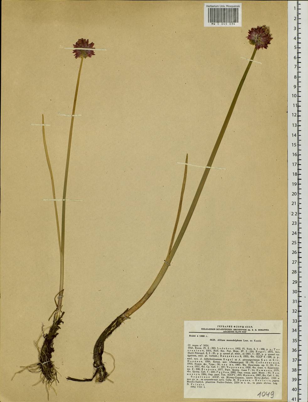 Allium atrosanguineum var. atrosanguineum, Siberia, Baikal & Transbaikal region (S4) (Russia)