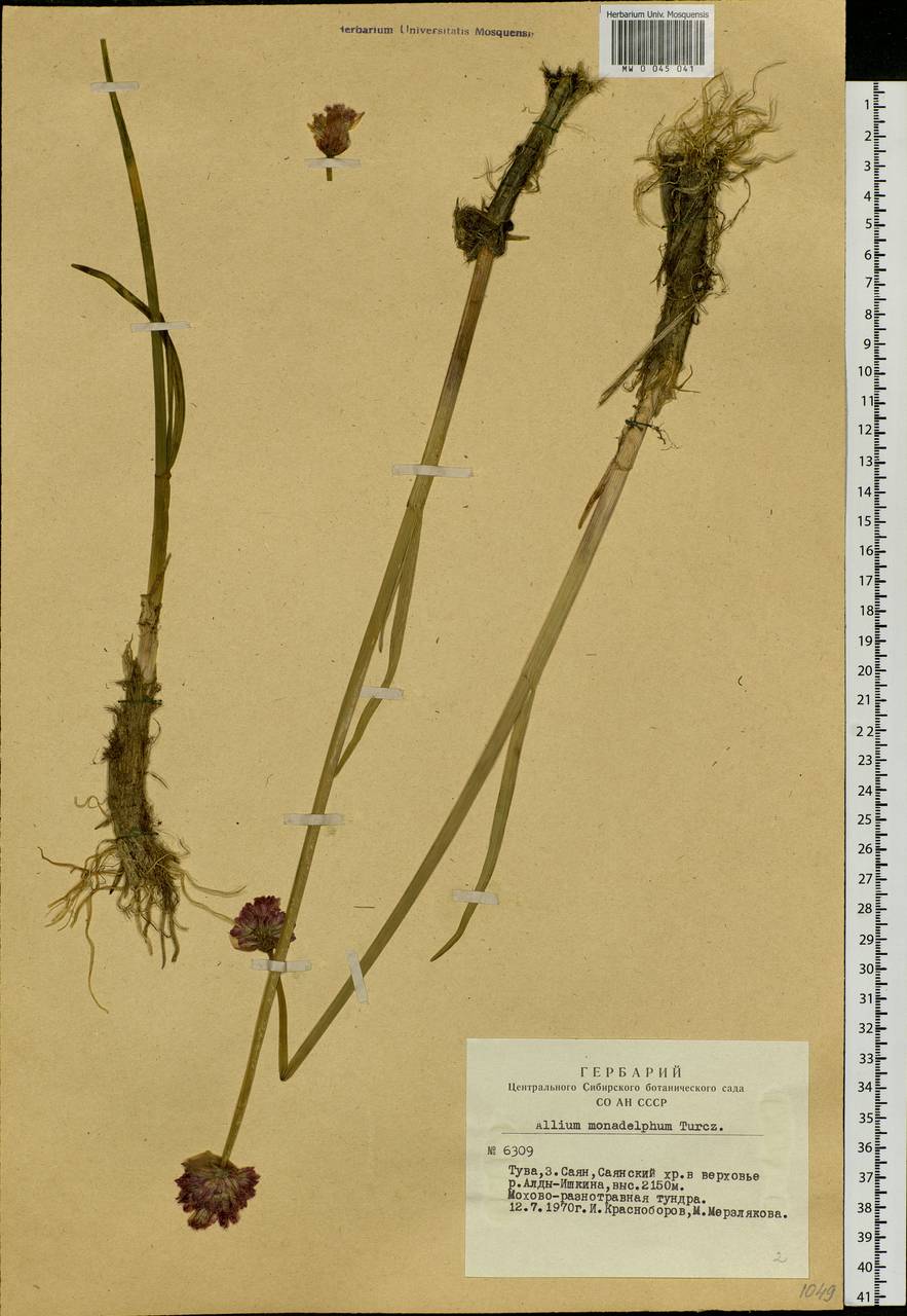 Allium atrosanguineum var. atrosanguineum, Siberia, Altai & Sayany Mountains (S2) (Russia)