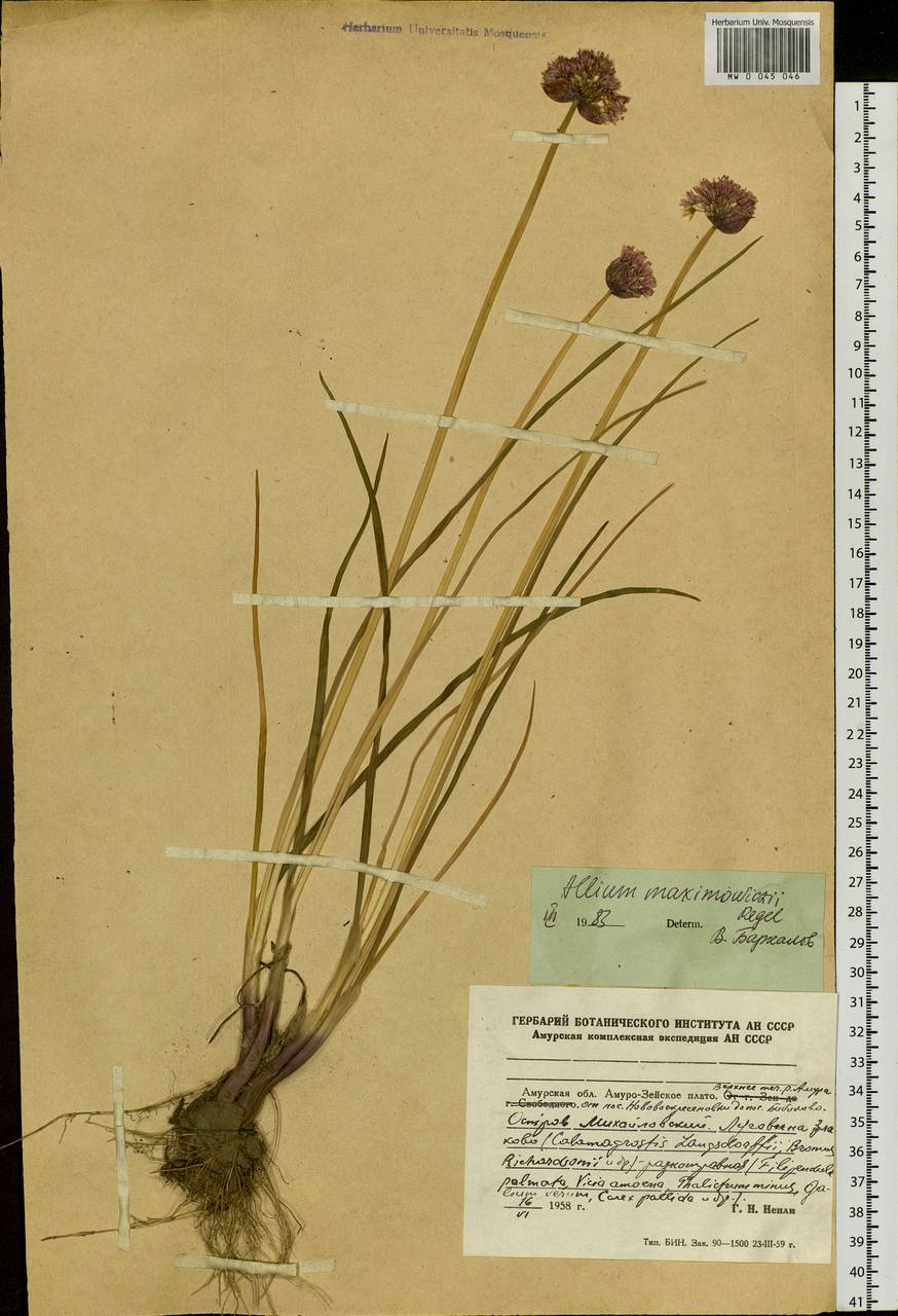 Allium maximowiczii Regel, Siberia, Russian Far East (S6) (Russia)