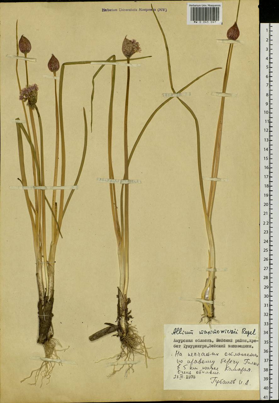 Allium maximowiczii Regel, Siberia, Russian Far East (S6) (Russia)