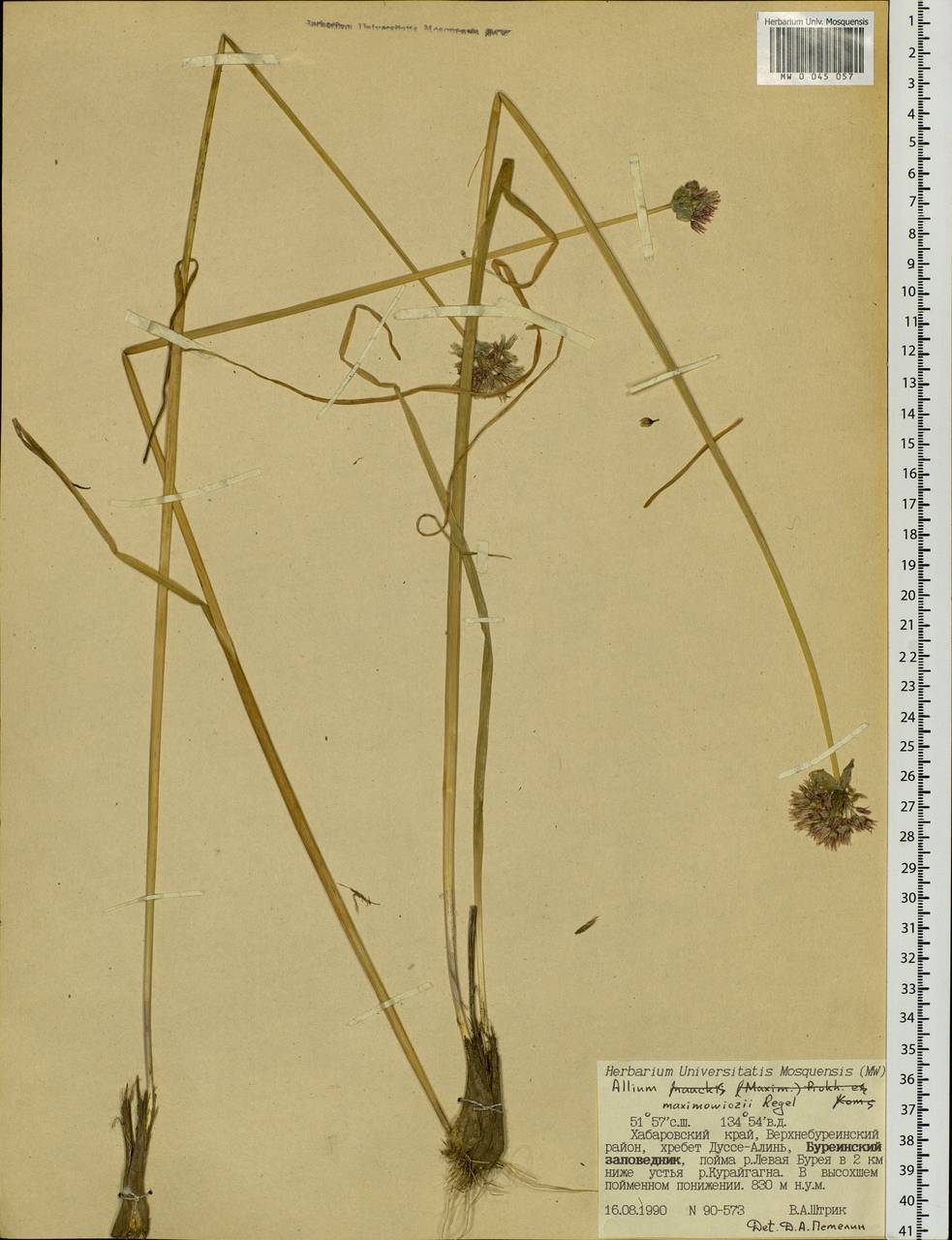 Allium maximowiczii Regel, Siberia, Russian Far East (S6) (Russia)