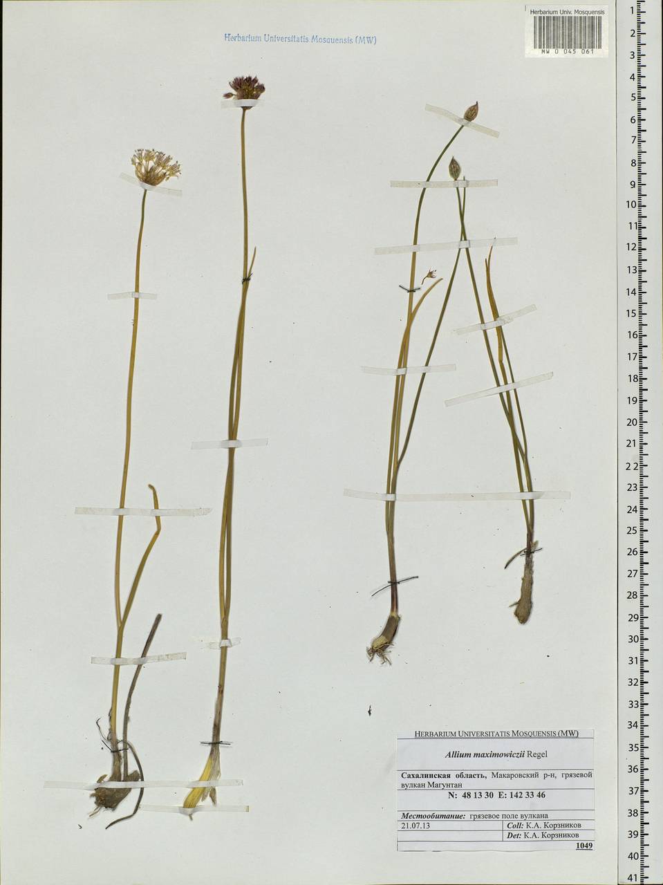 Allium maximowiczii Regel, Siberia, Russian Far East (S6) (Russia)
