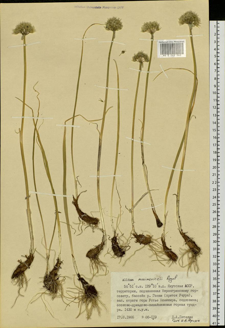Allium maximowiczii Regel, Siberia, Yakutia (S5) (Russia)