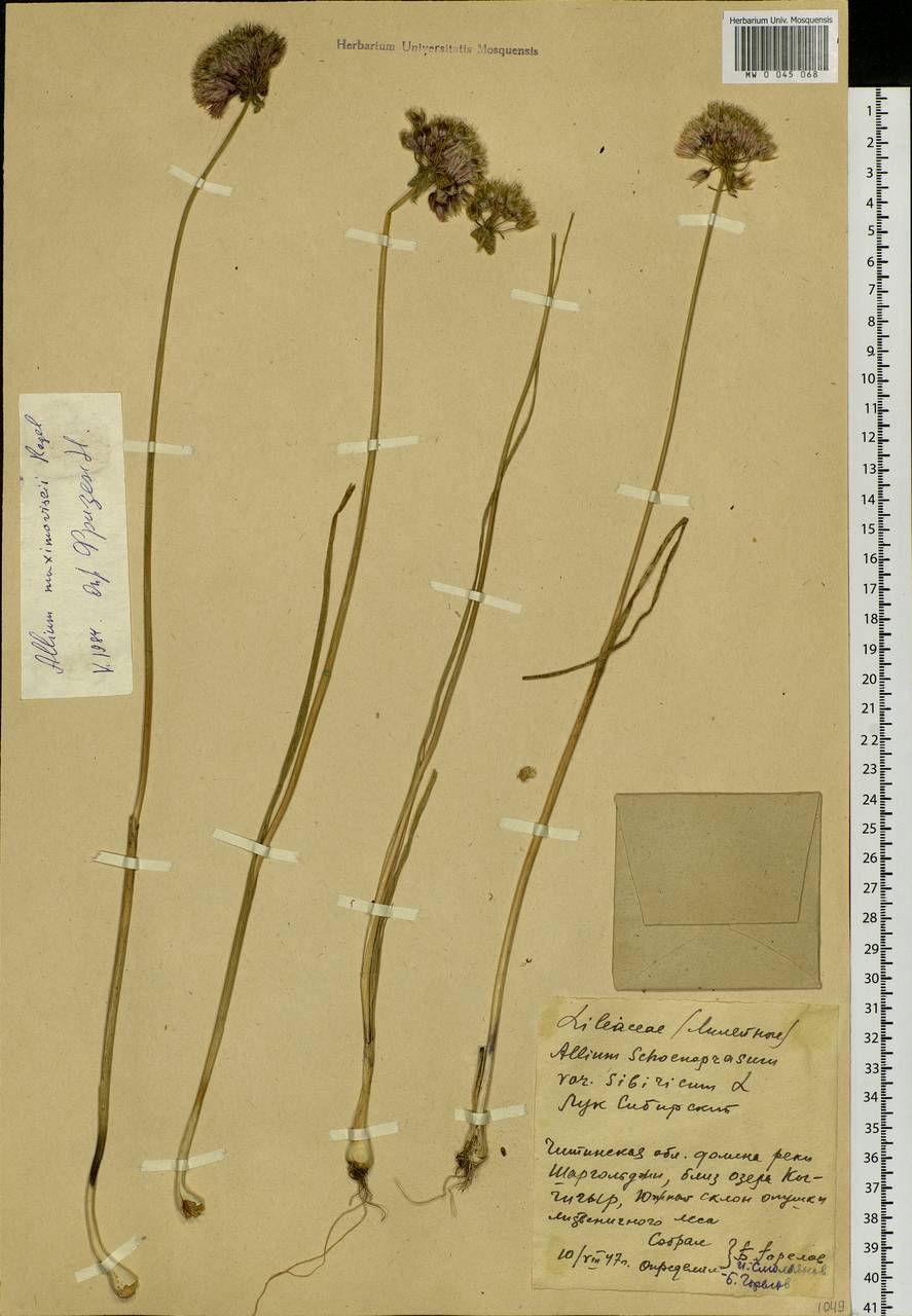 Allium maximowiczii Regel, Siberia, Baikal & Transbaikal region (S4) (Russia)