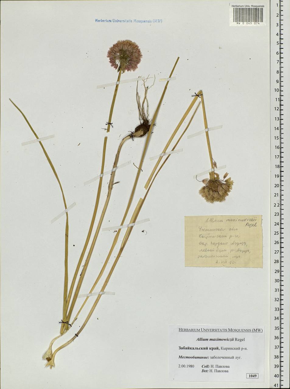Allium maximowiczii Regel, Siberia, Baikal & Transbaikal region (S4) (Russia)