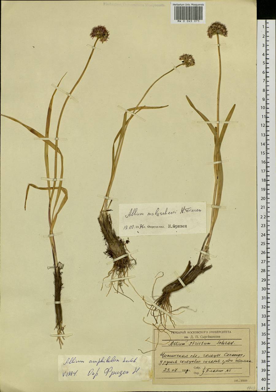 Allium malyschevii N.Friesen, Siberia, Baikal & Transbaikal region (S4) (Russia)