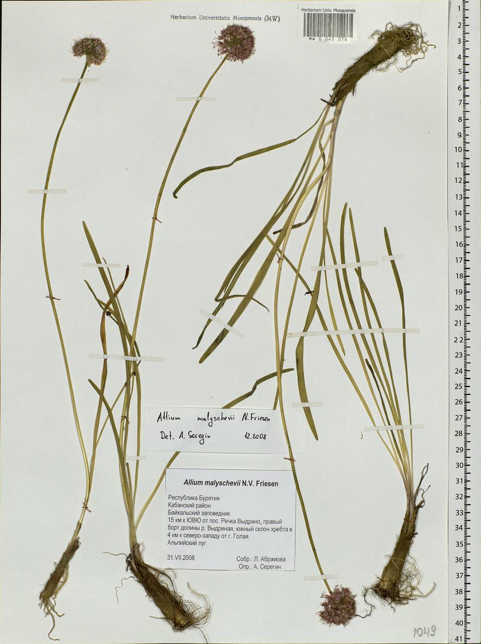 Allium malyschevii N.Friesen, Siberia, Baikal & Transbaikal region (S4) (Russia)