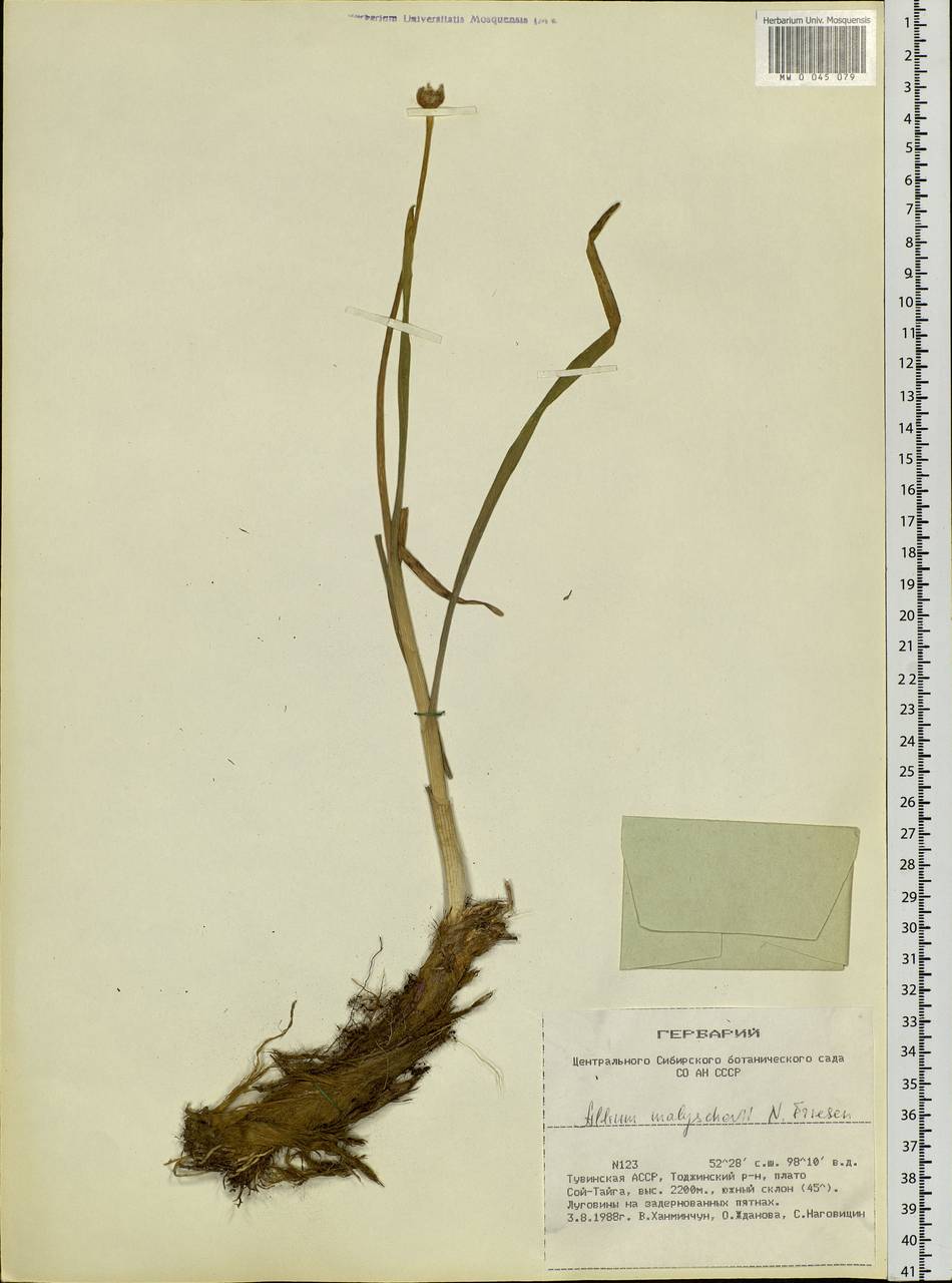 Allium malyschevii N.Friesen, Siberia, Altai & Sayany Mountains (S2) (Russia)