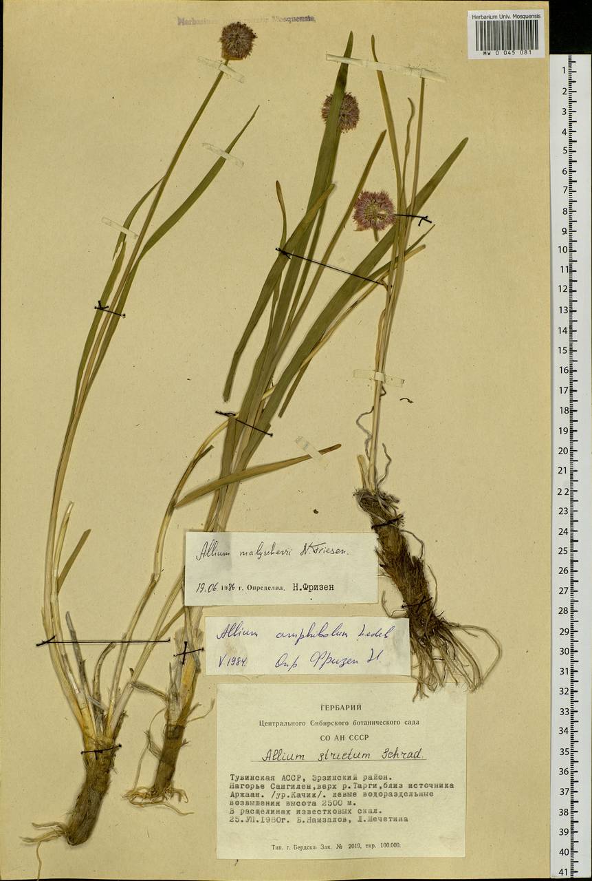 Allium malyschevii N.Friesen, Siberia, Altai & Sayany Mountains (S2) (Russia)