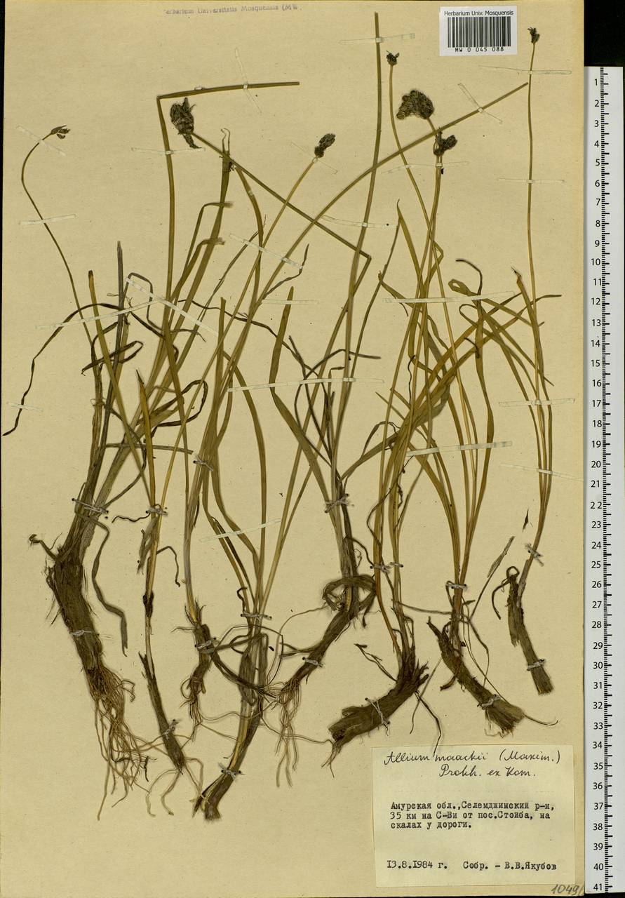 Allium maackii (Maxim.) Prokh. ex Kom., Siberia, Russian Far East (S6) (Russia)