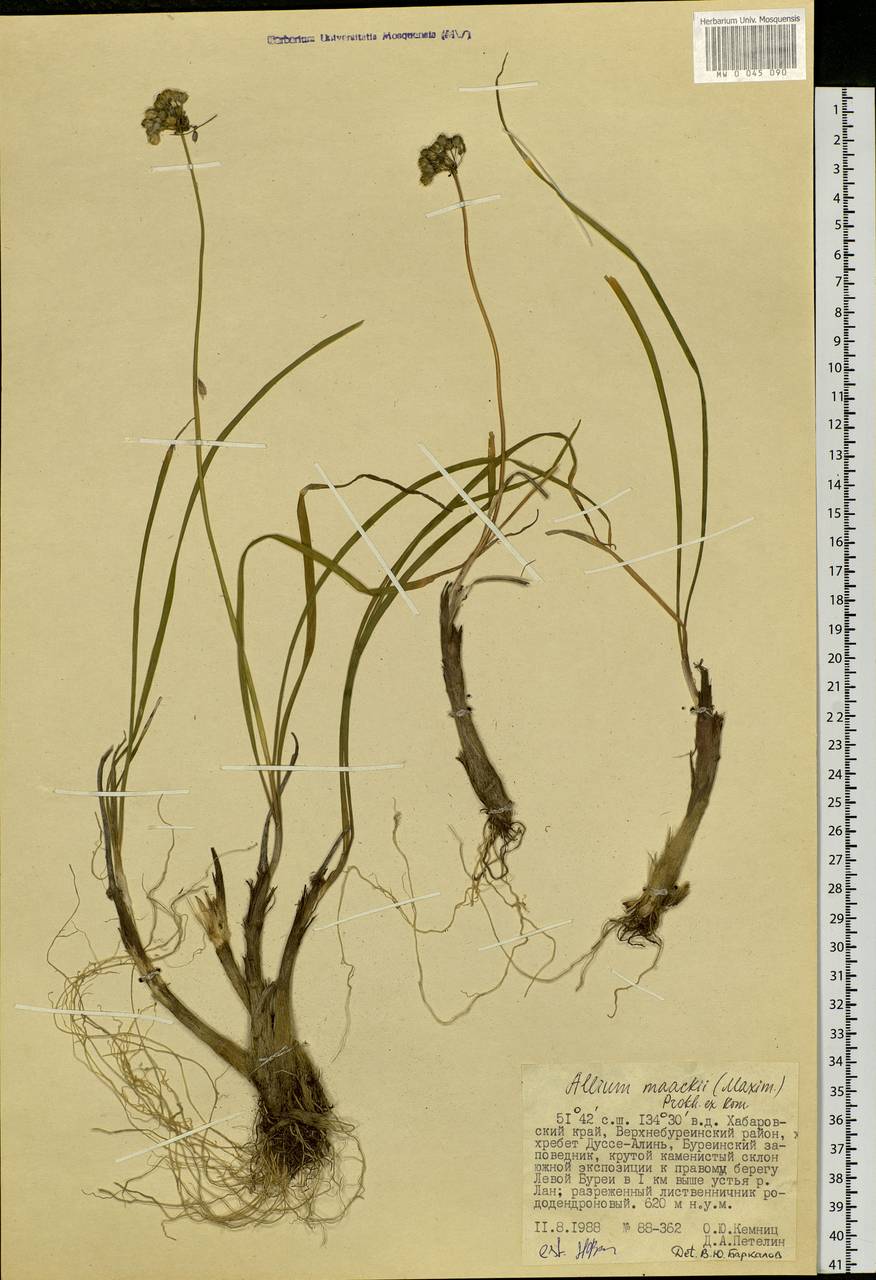 Allium maackii (Maxim.) Prokh. ex Kom., Siberia, Russian Far East (S6) (Russia)