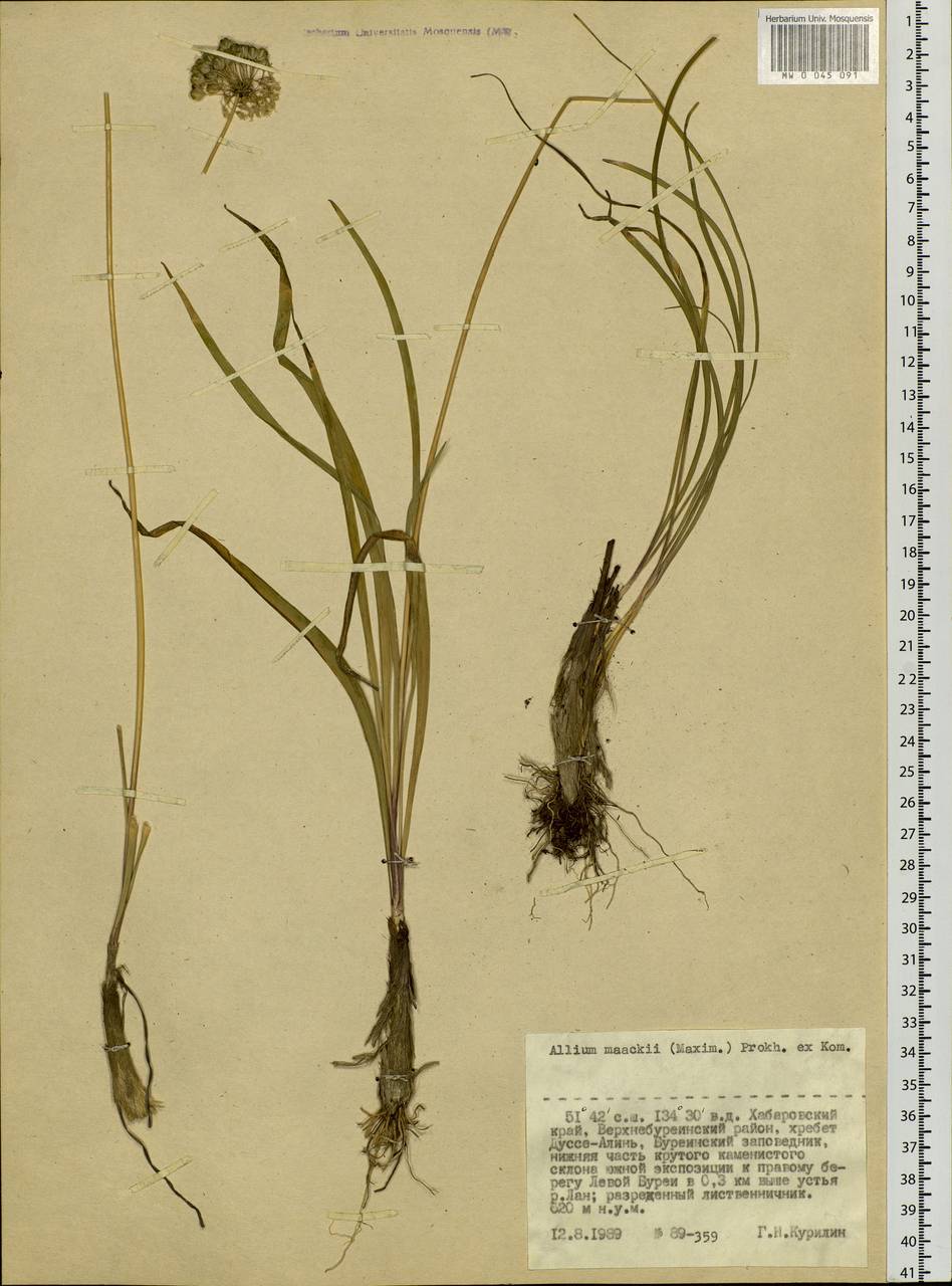 Allium maackii (Maxim.) Prokh. ex Kom., Siberia, Russian Far East (S6) (Russia)