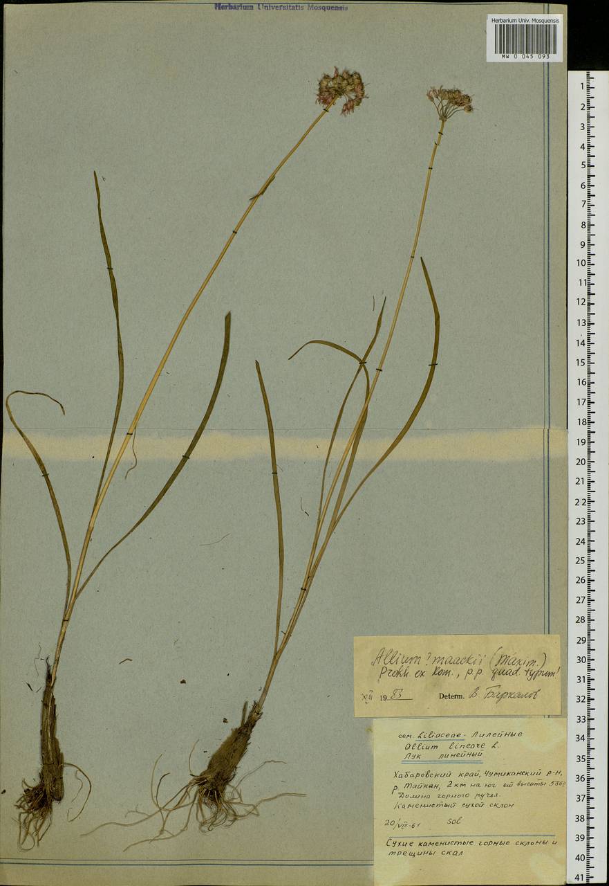 Allium maackii (Maxim.) Prokh. ex Kom., Siberia, Russian Far East (S6) (Russia)