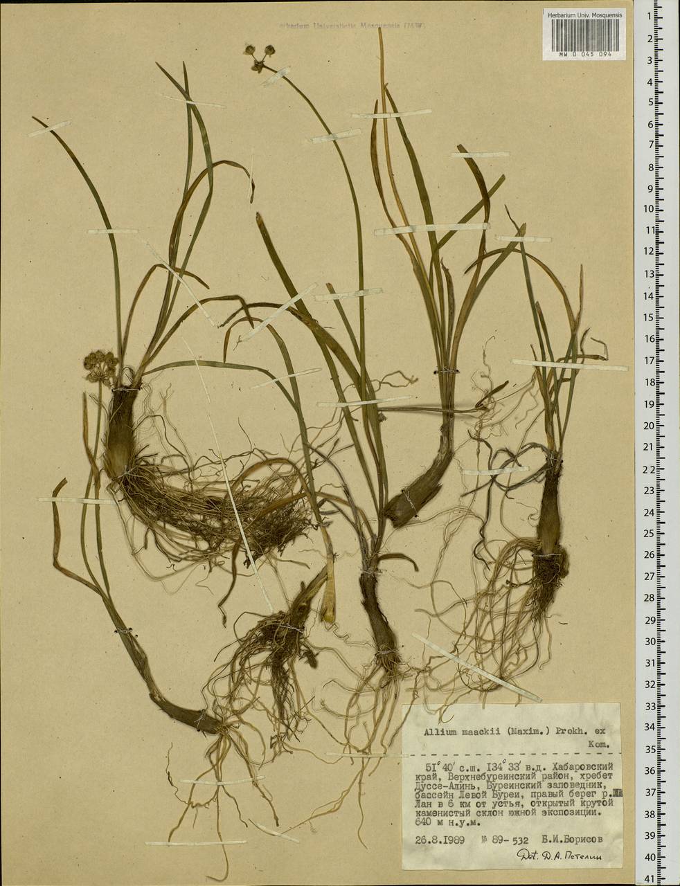 Allium maackii (Maxim.) Prokh. ex Kom., Siberia, Russian Far East (S6) (Russia)