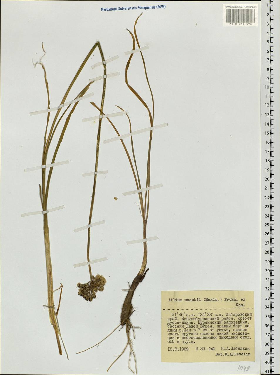 Allium maackii (Maxim.) Prokh. ex Kom., Siberia, Russian Far East (S6) (Russia)