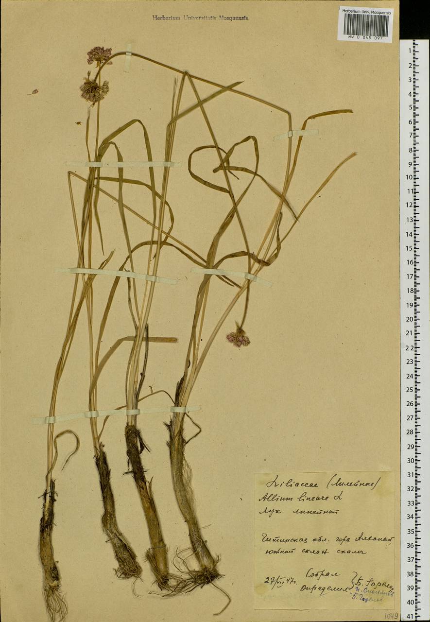 Allium lineare L., Siberia, Baikal & Transbaikal region (S4) (Russia)