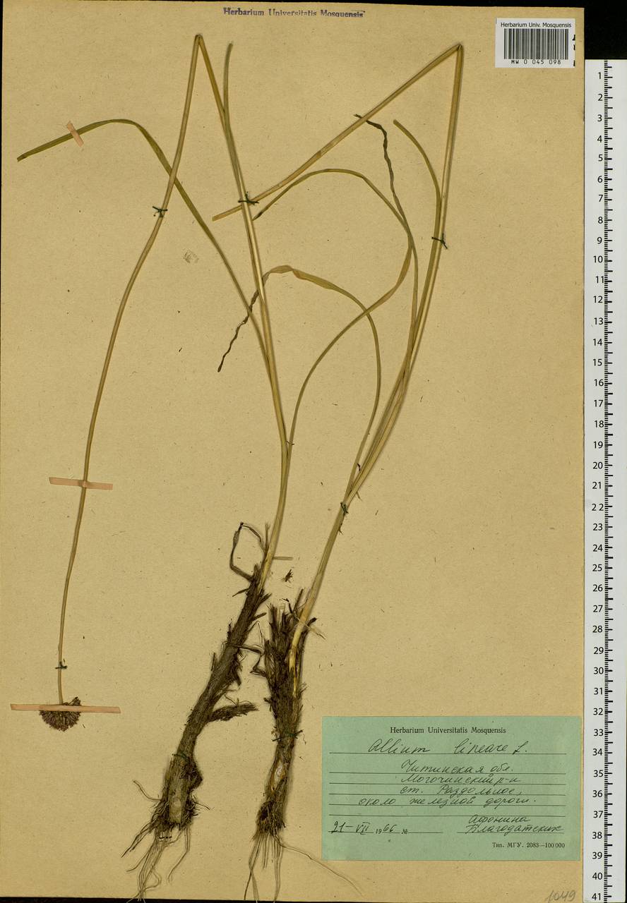 Allium lineare L., Siberia, Baikal & Transbaikal region (S4) (Russia)