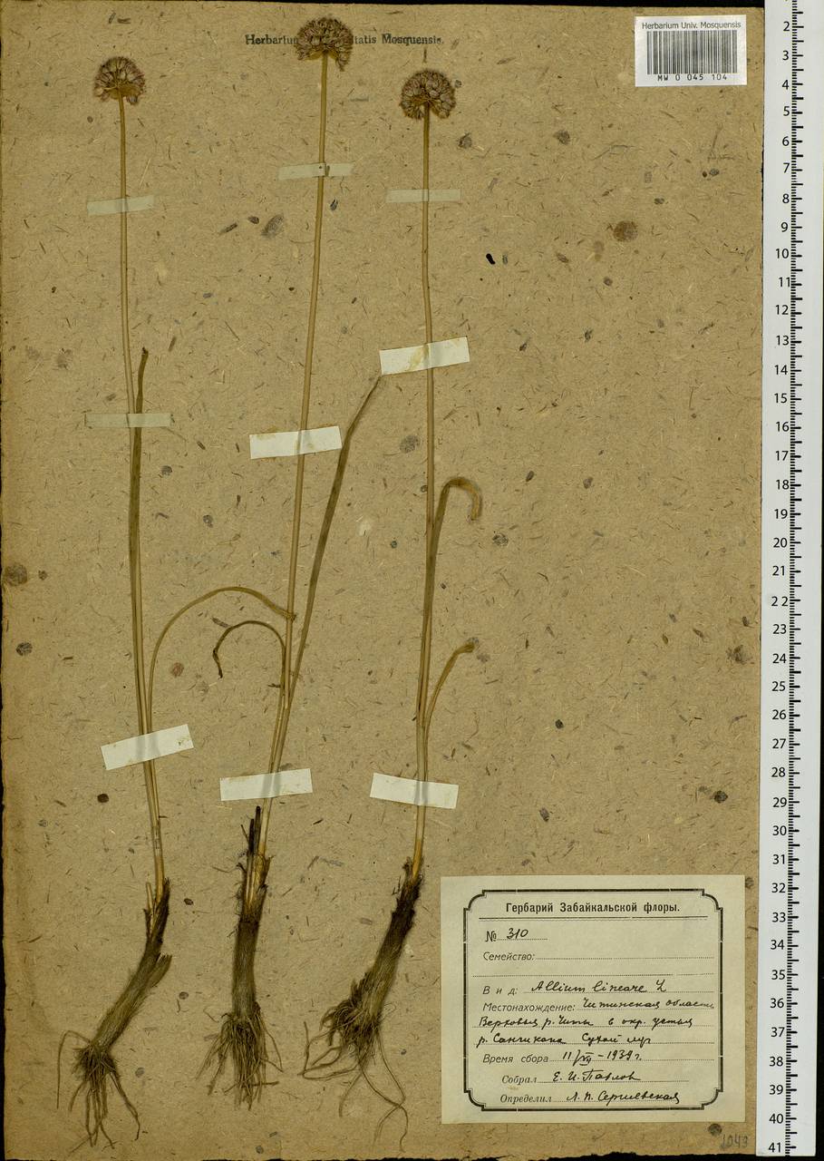 Allium lineare L., Siberia, Baikal & Transbaikal region (S4) (Russia)