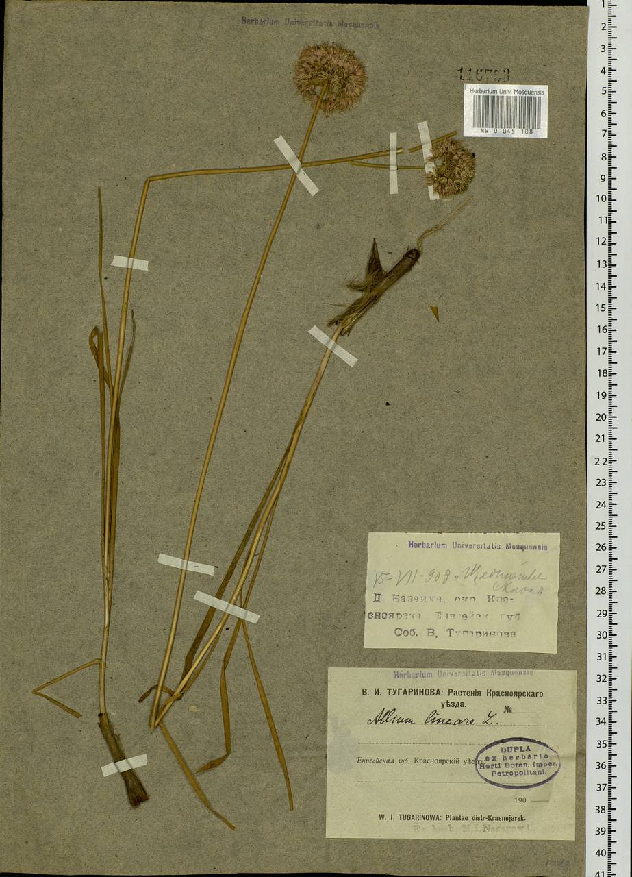 Allium lineare L., Siberia, Central Siberia (S3) (Russia)