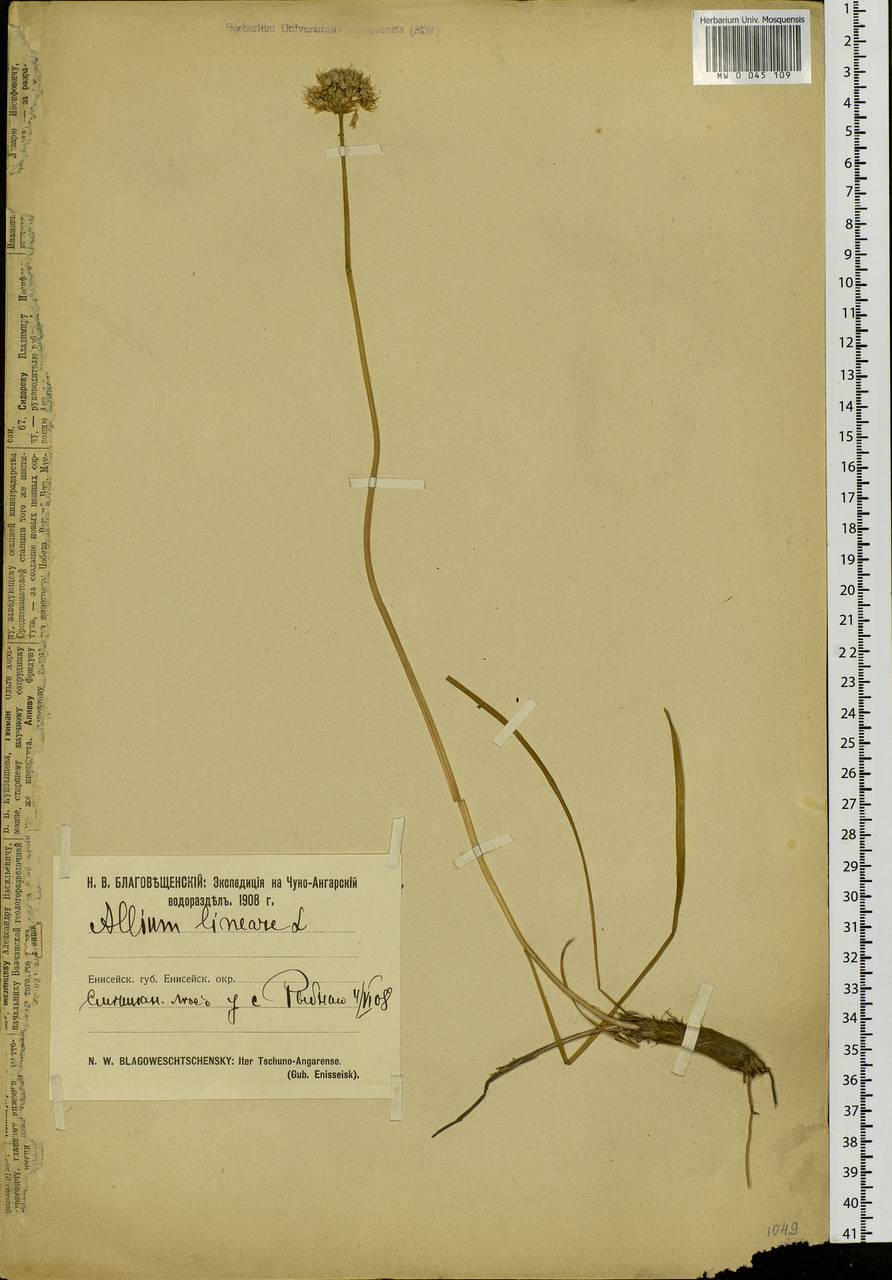 Allium lineare L., Siberia, Central Siberia (S3) (Russia)