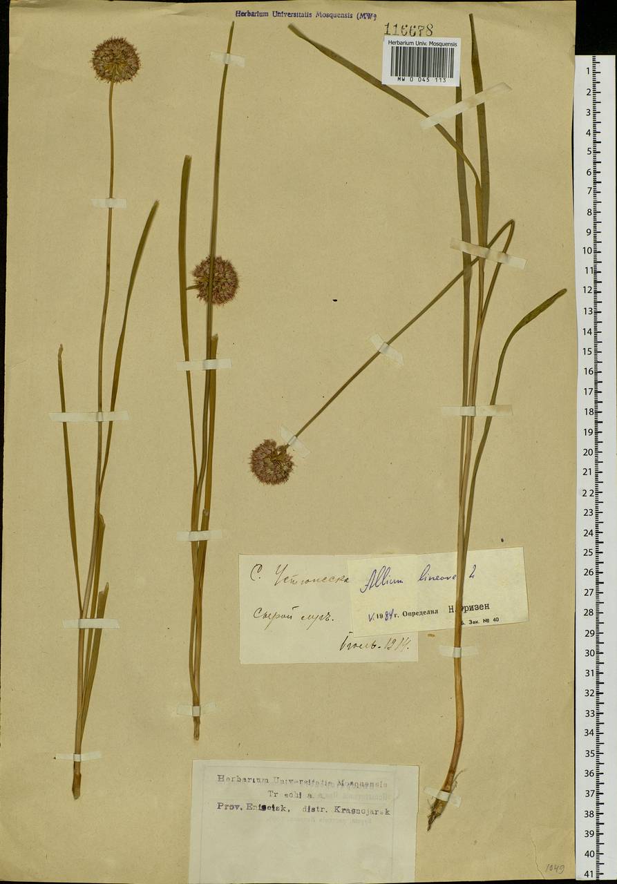 Allium lineare L., Siberia, Central Siberia (S3) (Russia)