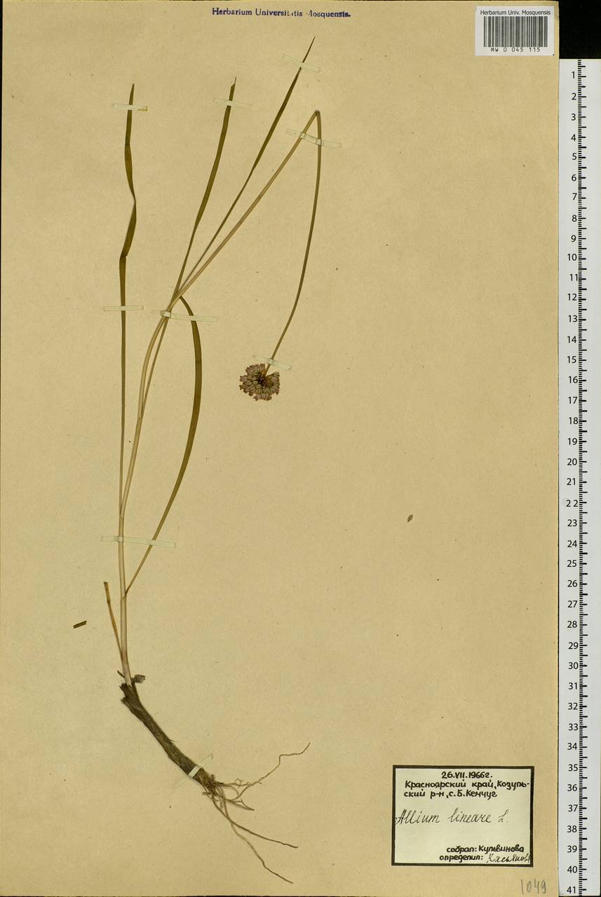 Allium lineare L., Siberia, Central Siberia (S3) (Russia)