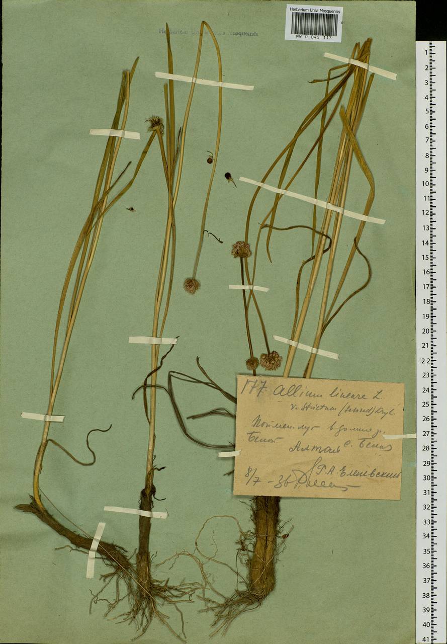 Allium lineare L., Siberia, Western (Kazakhstan) Altai Mountains (S2a) (Kazakhstan)